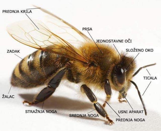 DJELOVI TIJELA PČELE-RADILICE